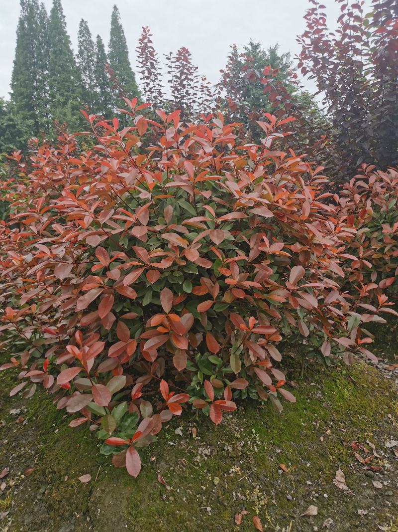 红叶石楠球