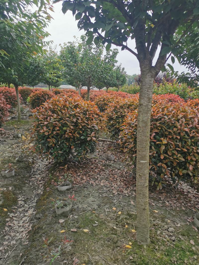 红叶石楠球