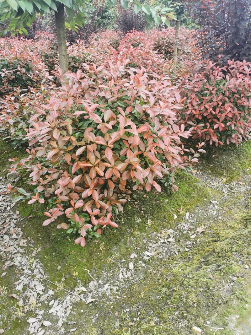 红叶石楠球