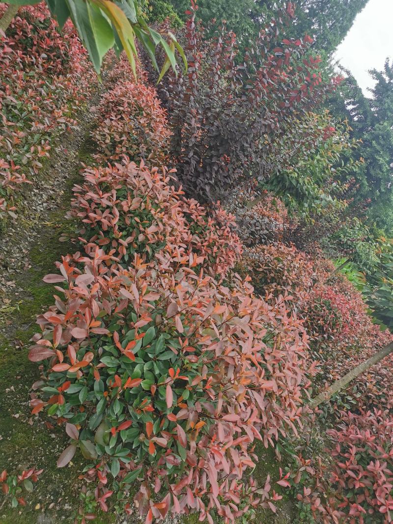 红叶石楠球