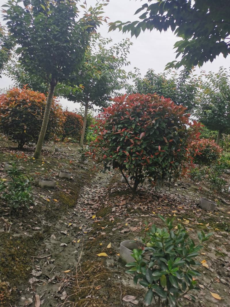 红叶石楠球
