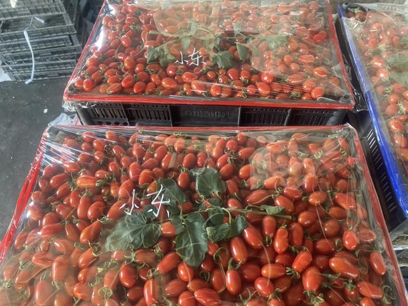 电商团购的看过来409小柿子大量上市中甜口