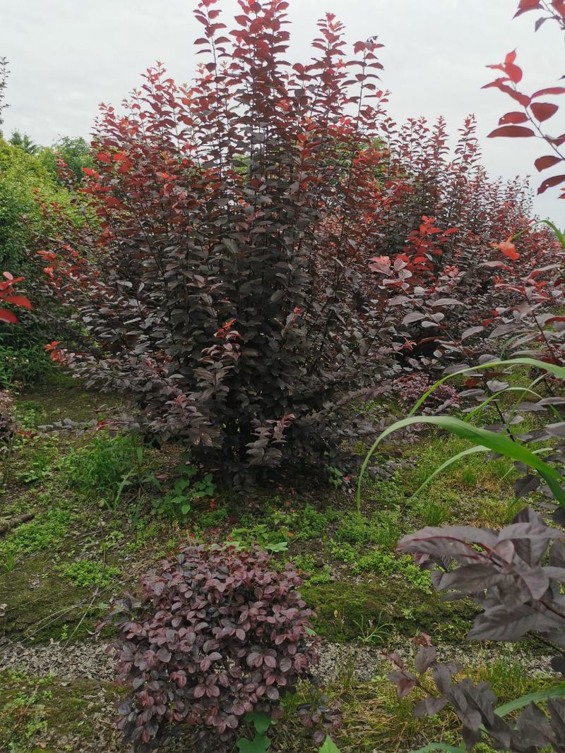 丛生红叶李
