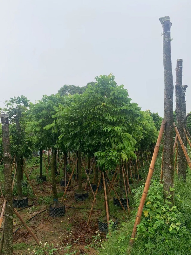 大量仁面子10至25公分出售