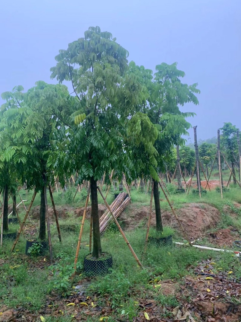 大量仁面子10至25公分出售