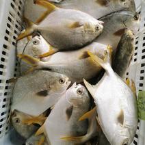 铁山港区网箱金鲳鱼新鲜海鱼当天捕捞当天发货鲜度佳货
