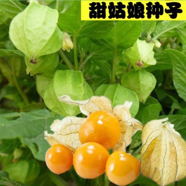 菇娘果种子姑娘果种籽黄红菇娘果野生浆果皮薄肉厚甜度高四季