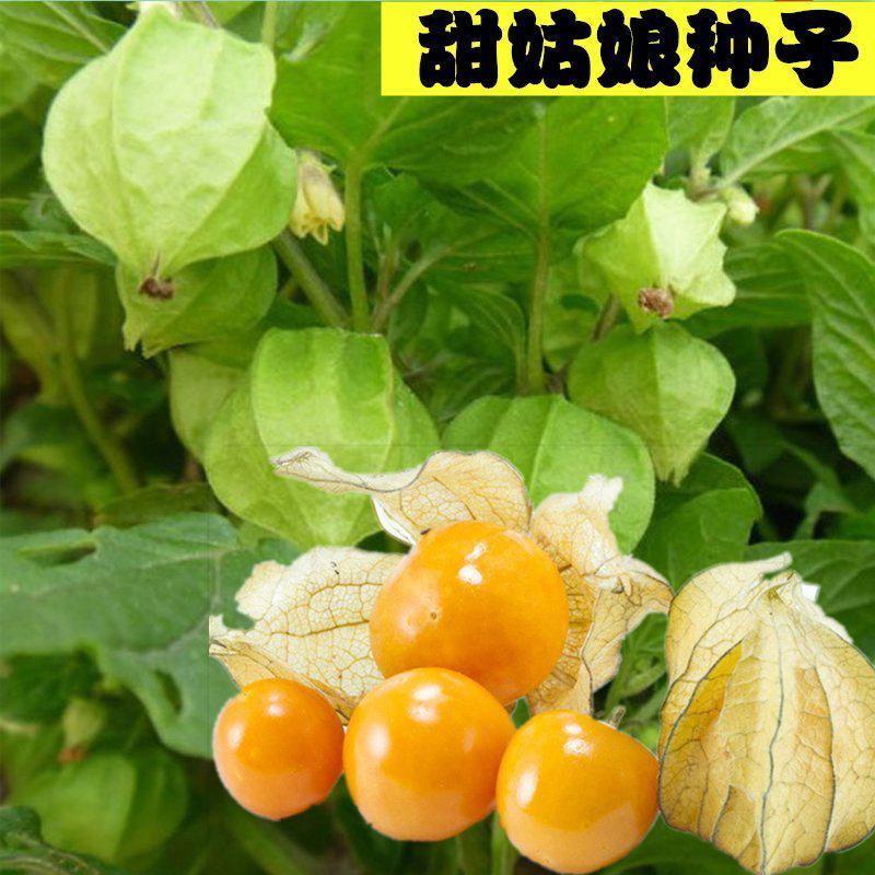菇娘果种子姑娘果种籽黄红菇娘果野生浆果皮薄肉厚甜度高四季