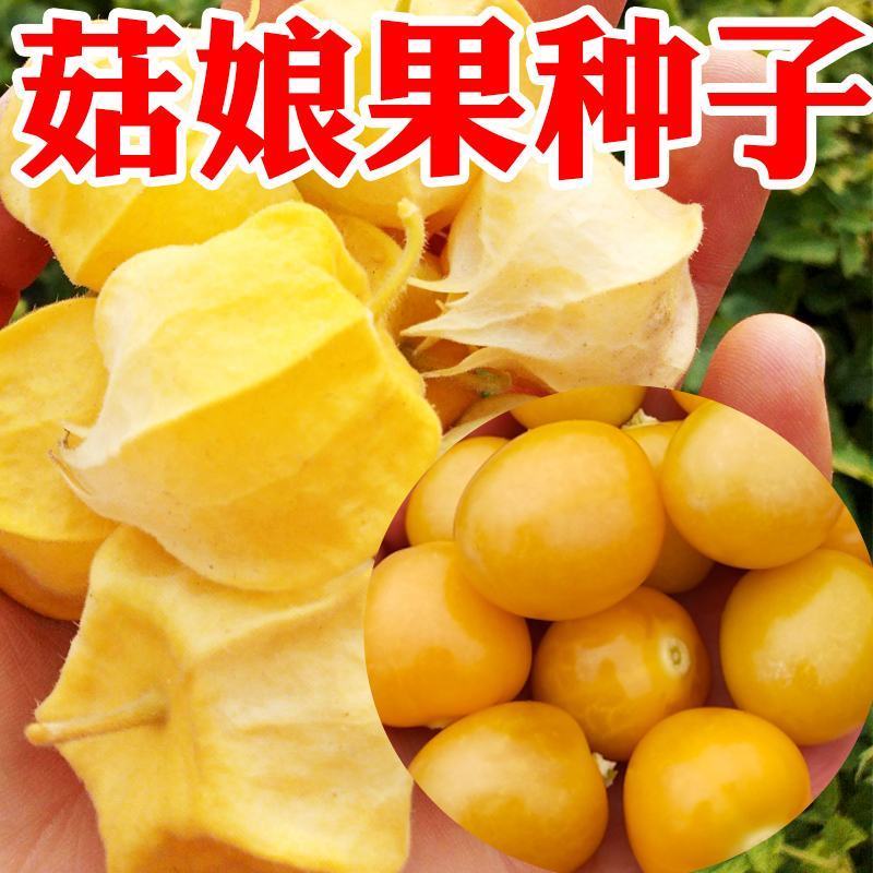 菇娘果种子姑娘果种籽黄红菇娘果野生浆果皮薄肉厚甜度高四季