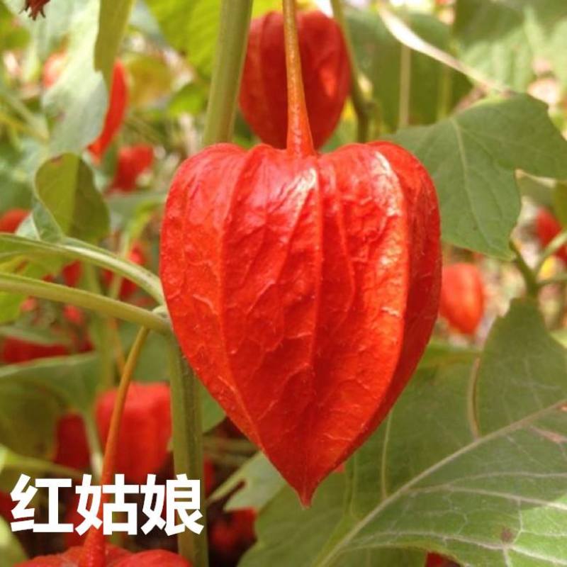 菇娘果种子姑娘果种籽黄红菇娘果野生浆果皮薄肉厚甜度高四季