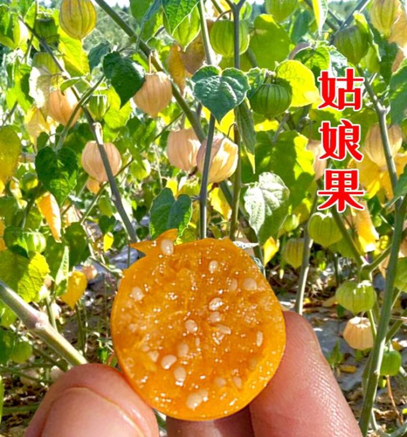 菇娘果种子姑娘果种籽黄红菇娘果野生浆果皮薄肉厚甜度高四季