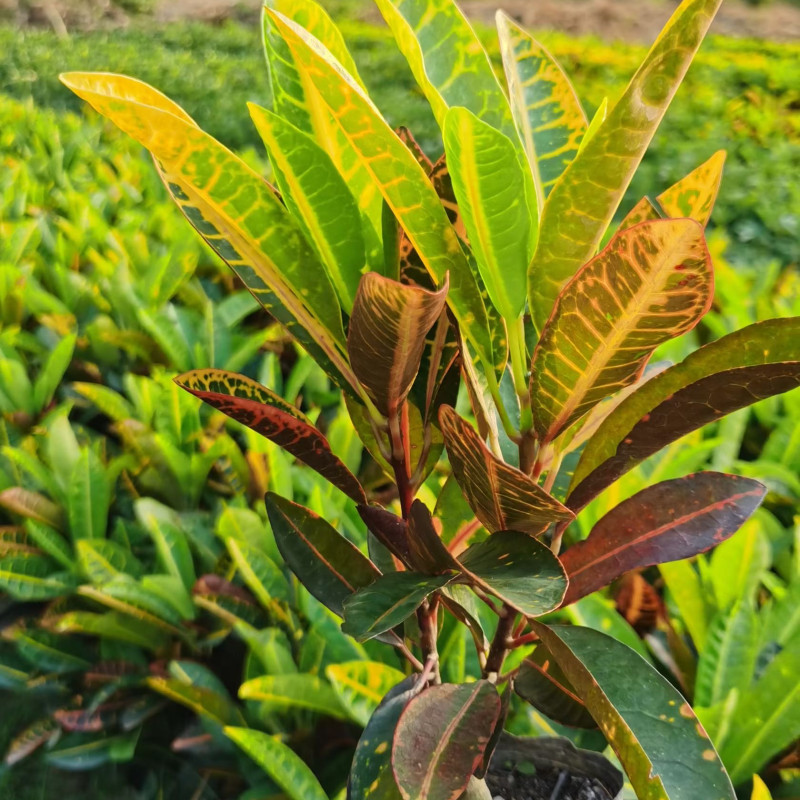 大量7⃣️斤袋海南洒金出售