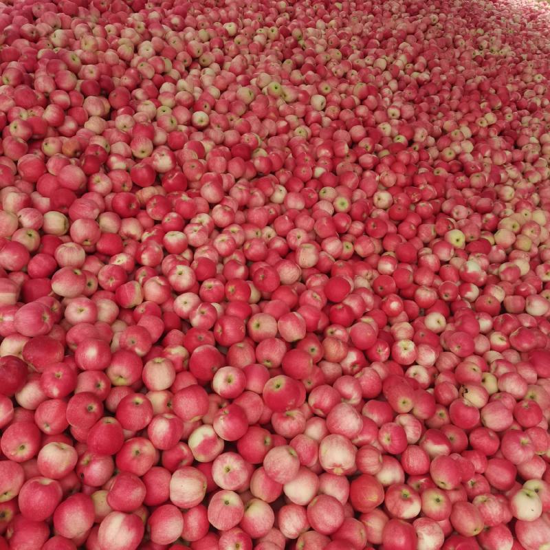 绥中嘎嘎苹果，代购