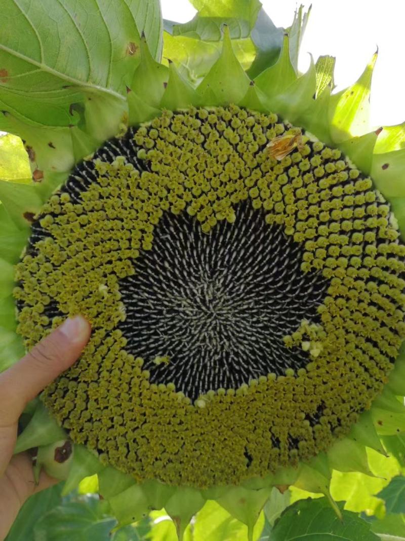 鲜食型向日葵花盘，籽粒饱满，一手货源，大量供应，