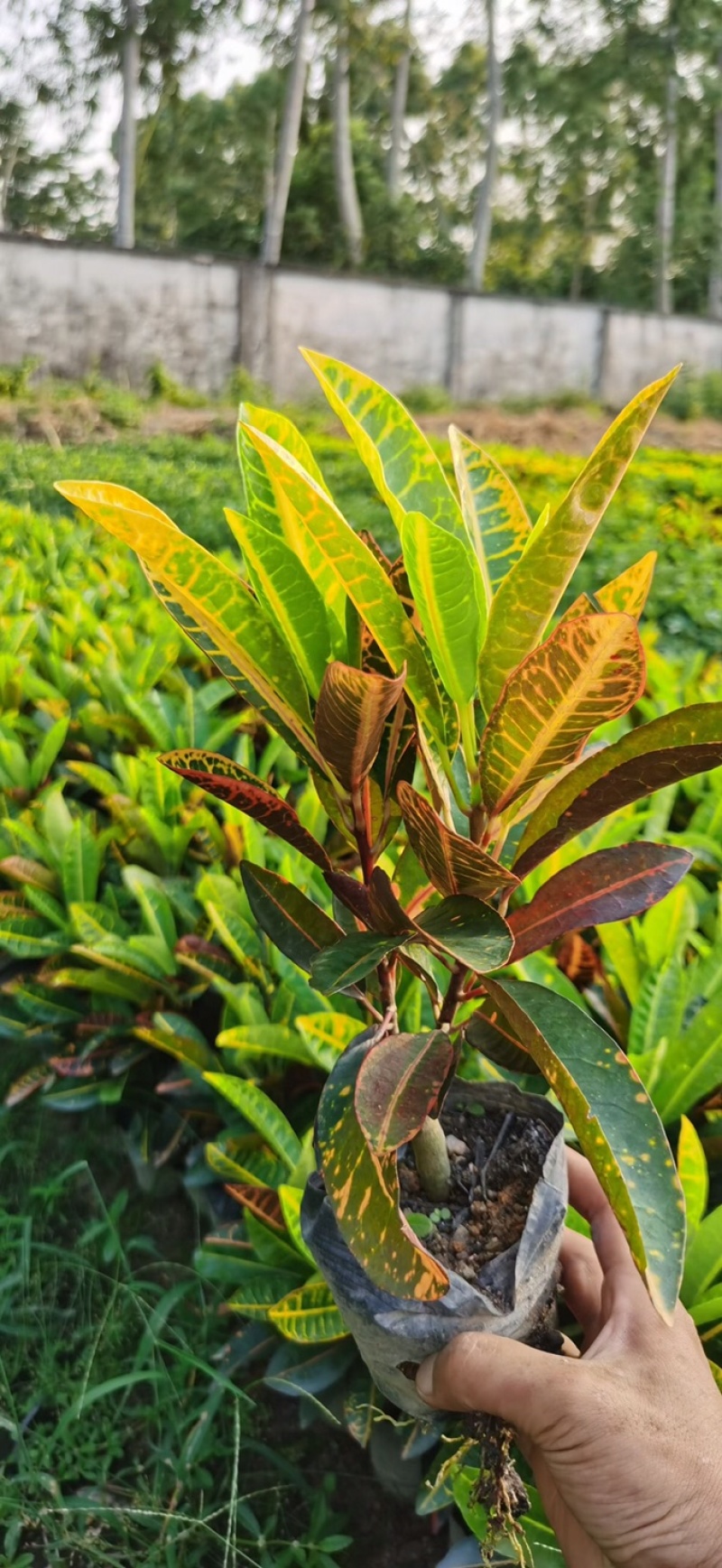 大量7⃣️斤袋海南洒金出售