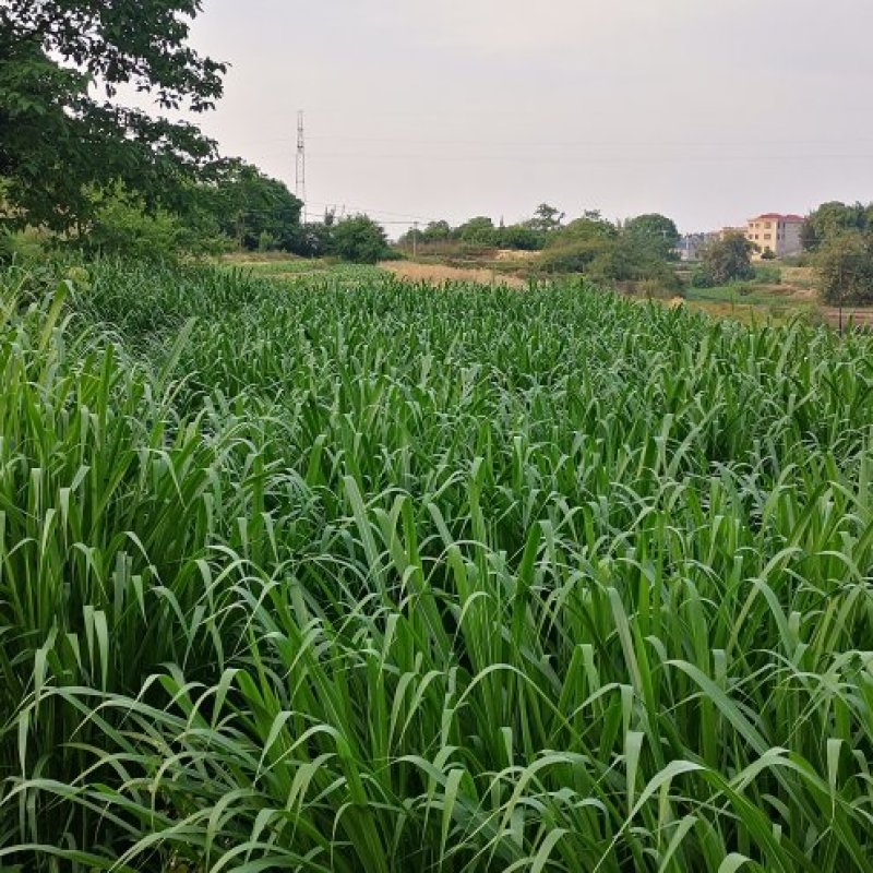 四川高蛋白牧草【芦甘草种苗】人工采摘对接全国，透明交易