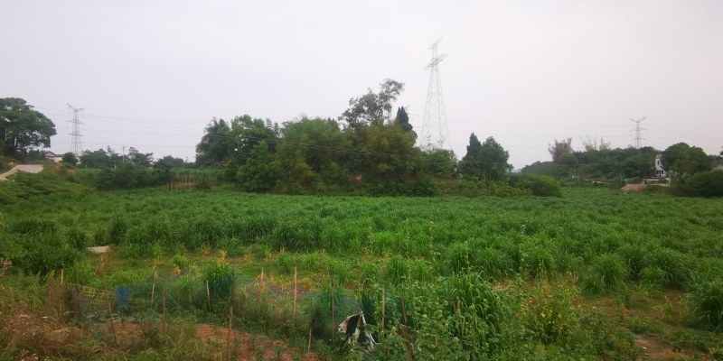 四川高蛋白牧草【芦甘草种苗】人工采摘对接全国，透明交易