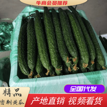 精品密刺黄瓜产地直发量大从优视频看货