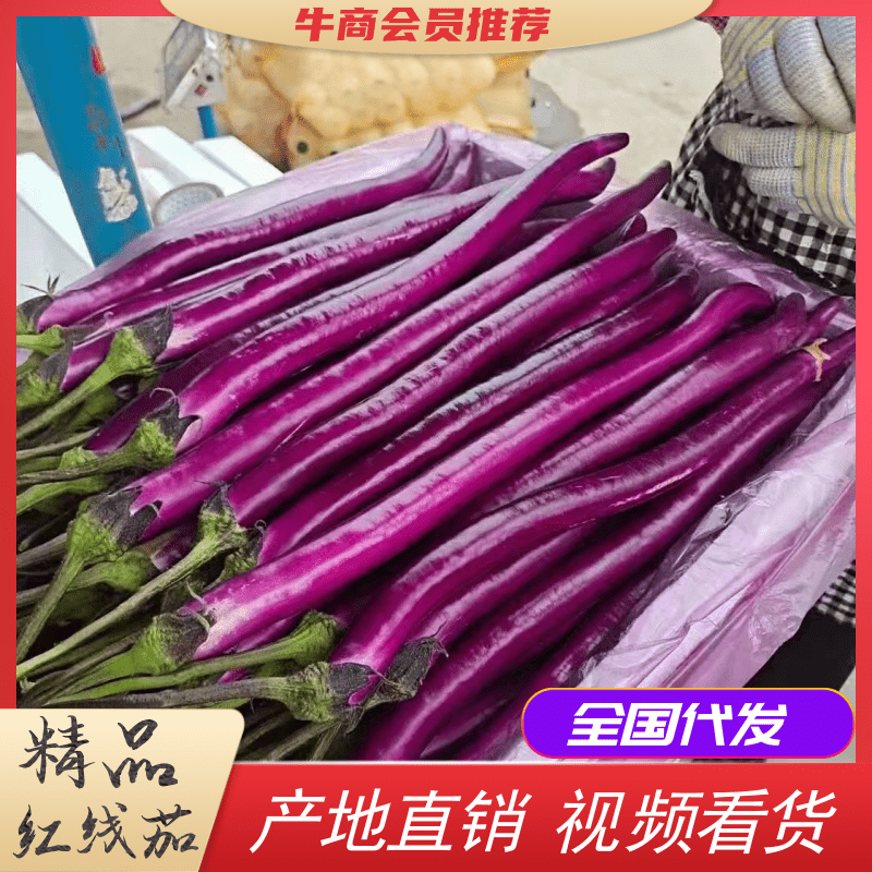 红线茄山东兰陵县鲁南批发蔬菜耿墩蔬菜批发