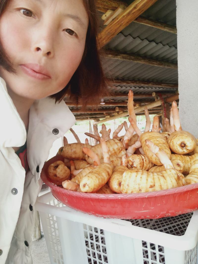 云南昭通彝良小草坝天麻片自产自销纯手工制作没有一点添加剂