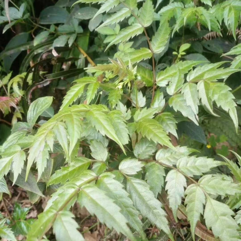 广西金秀大瑶山金银藤茶