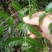 广西金秀大瑶山金银藤茶