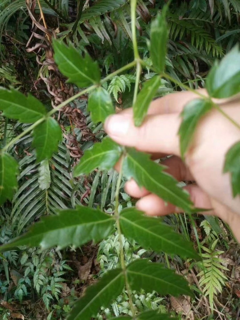 广西金秀大瑶山金银藤茶