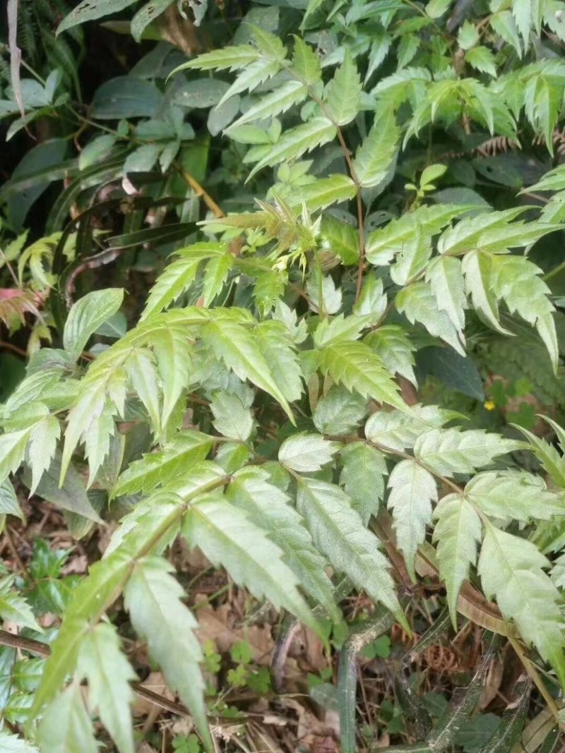 广西金秀大瑶山金银藤茶