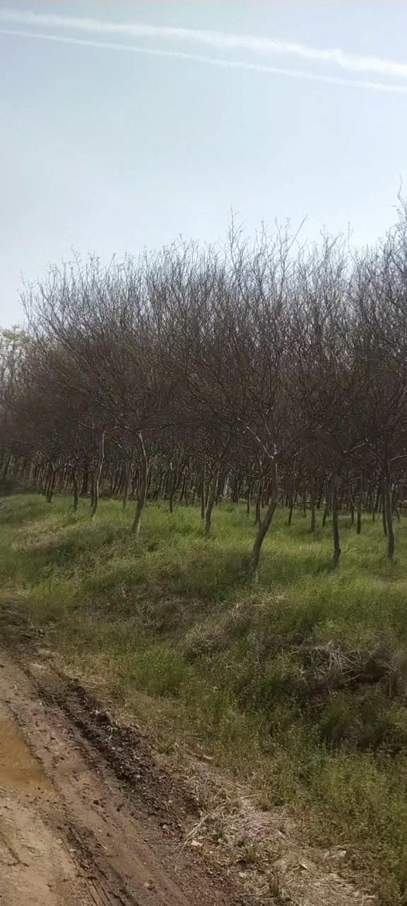 【推荐】各种规格的老紫薇速生紫薇大量有现货欢迎来基地选购