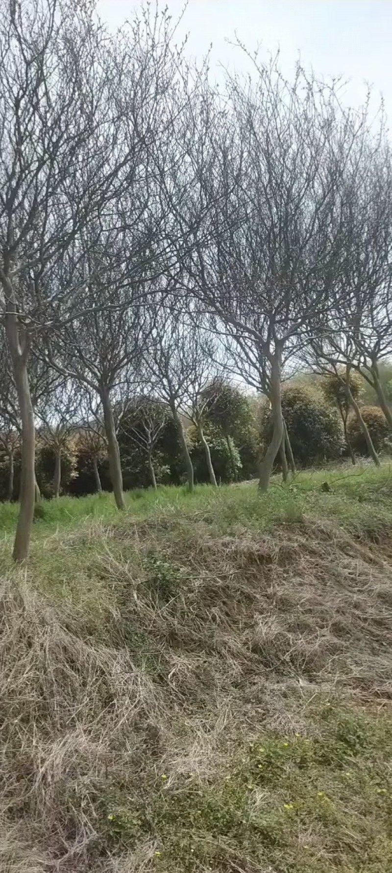 【推荐】各种规格的老紫薇速生紫薇大量有现货欢迎来基地选购