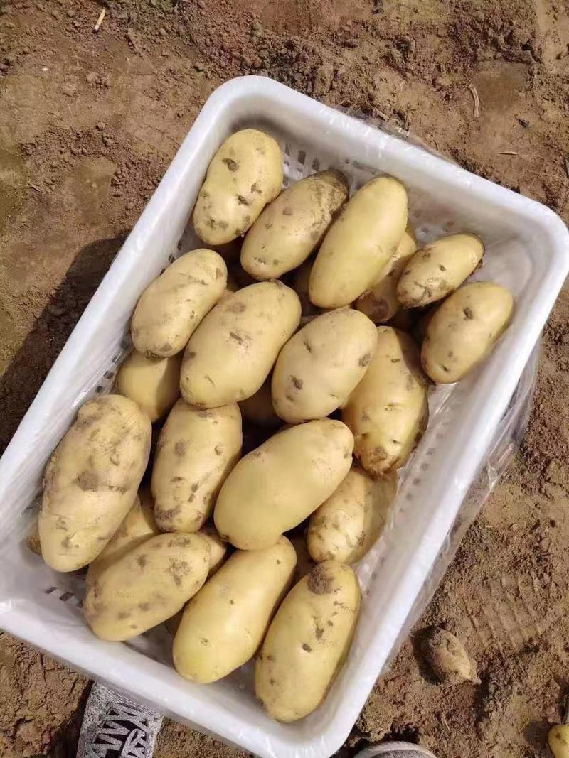 山东精品土豆荷兰十五土豆电商商超产地直供质优价廉