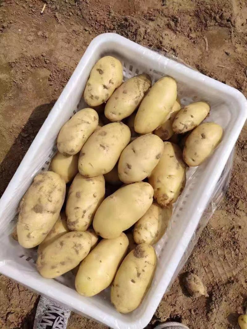 【实力】山东土豆荷兰十五土豆货源充足产地直供