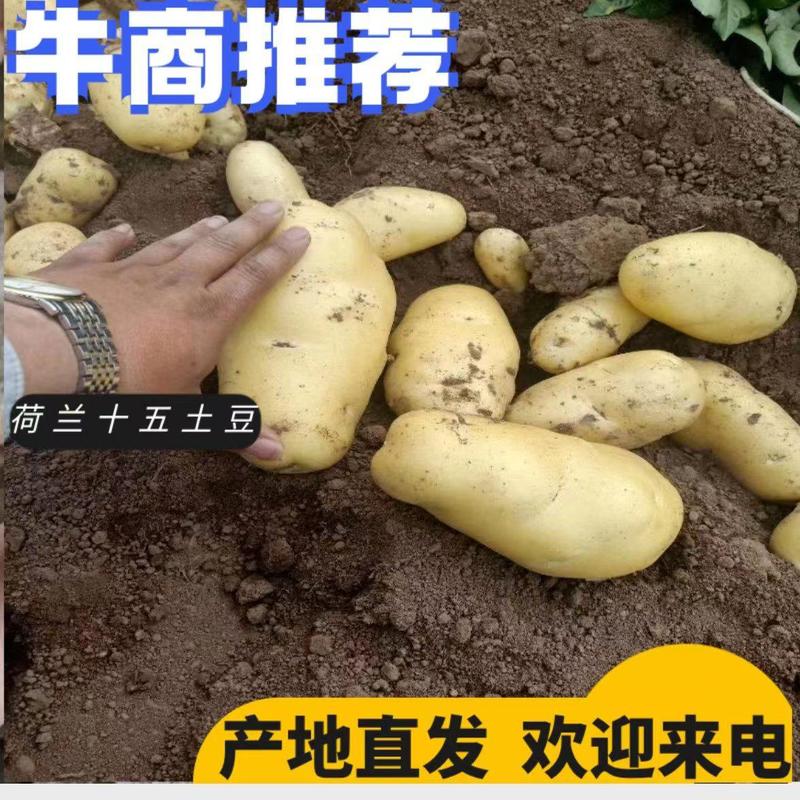 【实力】山东土豆荷兰十五土豆货源充足产地直供
