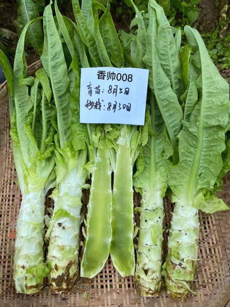 审定品种科兴耐热莴笋种子尖叶莴笋种子43度高温正常生长