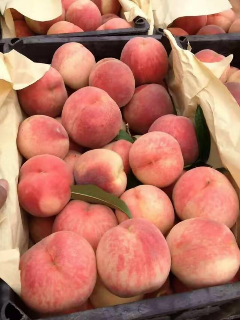 【力荐】大荔产区直供中二毛桃郑二品相好味道优货源足
