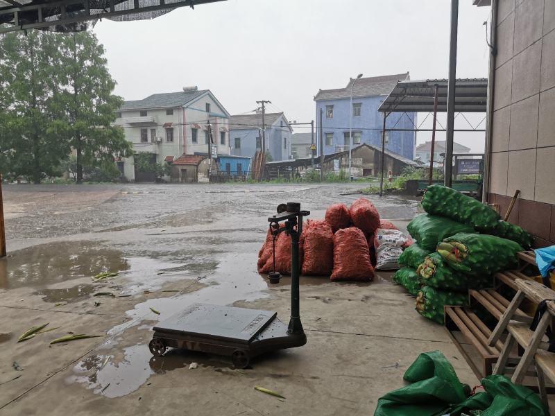 浙江宁波慈溪西三本地白玉米花的小陈家路西公交站牌正对面