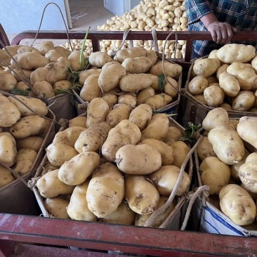 荷兰十五土豆黄心黄皮大量上市电商直供保证质量