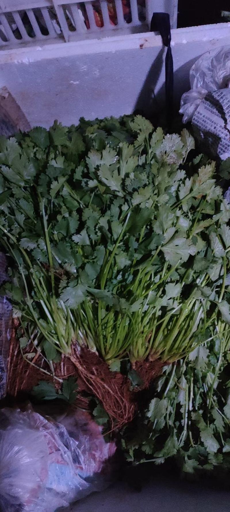 澳威特F1香菜种子叶簇直立纤维少抗病虫害耐热耐寒抗耐抽苔