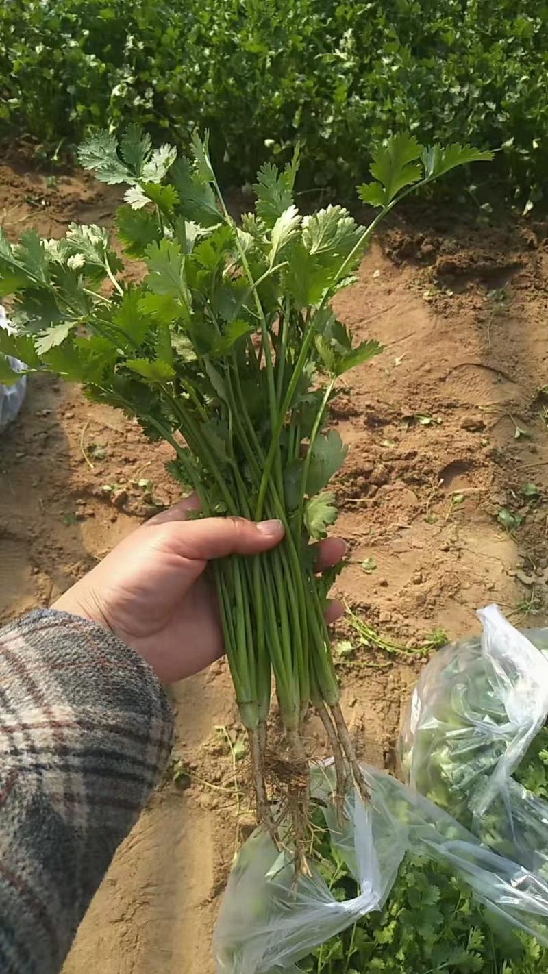 澳威特F1香菜种子叶簇直立纤维少抗病虫害耐热耐寒抗耐抽苔