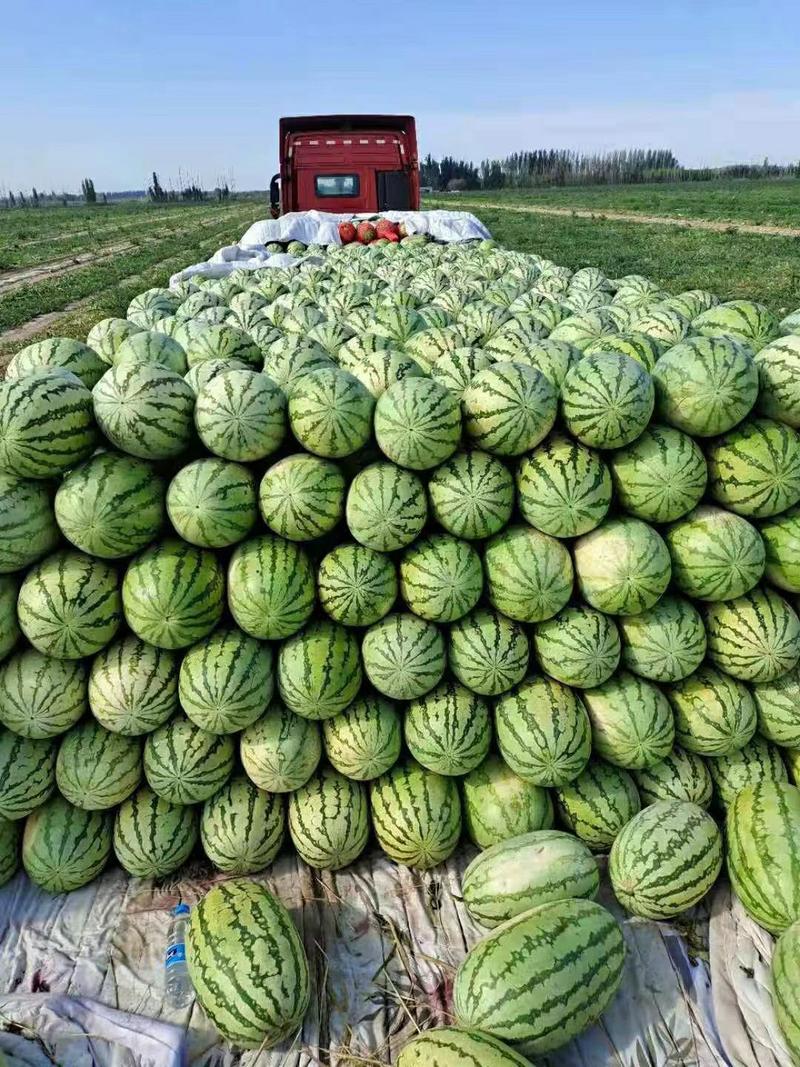 新疆安农二号西瓜个头大均匀耐运输瓜型好包熟包甜！