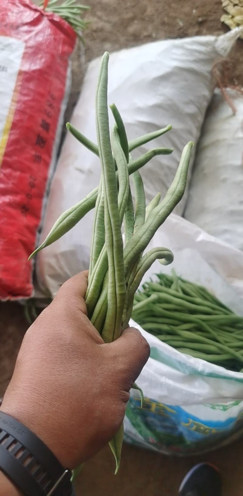 精品豆王，无筋豆，架豆王，无丝豆，新货上市，量大，质优