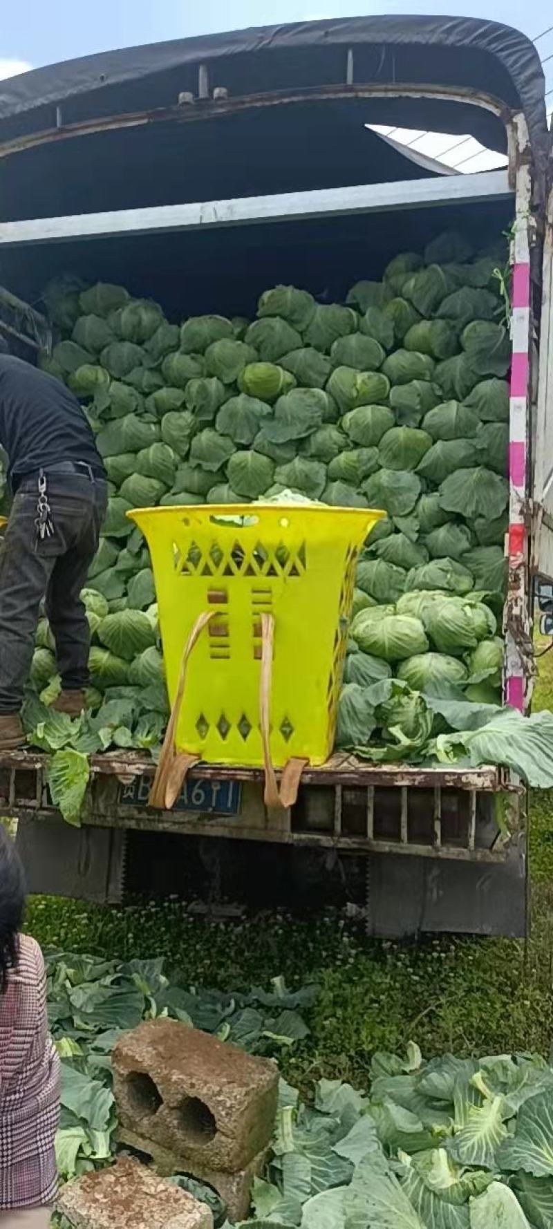 威宁高冷连花白（精品奥奇丽）价格便宜，量大更从优