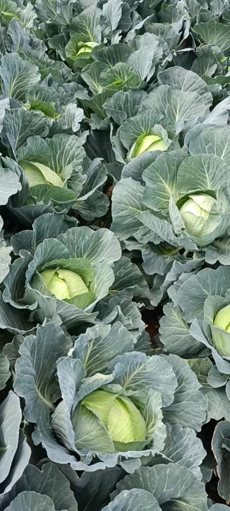 威宁高冷连花白（精品奥奇丽）价格便宜，量大更从优