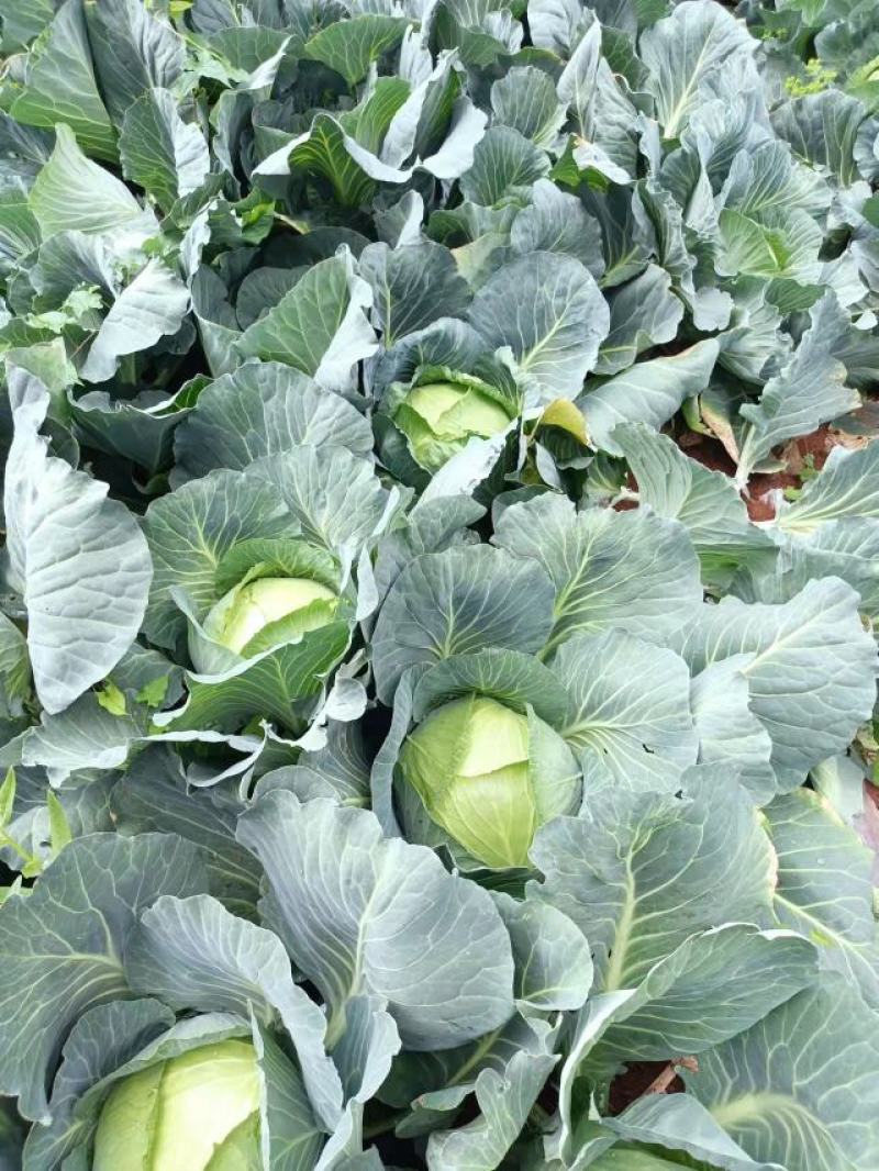 威宁高冷连花白（精品奥奇丽）价格便宜，量大更从优