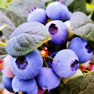 精选【蓝莓】杭州精品蓝莓鲜果现摘现发一手货源