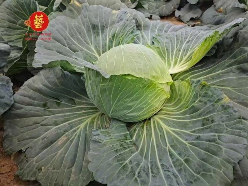 春秋521甘蓝种子，抗病抗裂油亮耐湿热囗感好商品性好