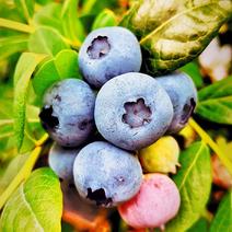 【蓝莓】杭州露天蓝莓新鲜上市基地直供大量供应