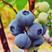 【蓝莓】杭州建德露天高山蓝莓生产基地直供量大从优