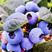 【蓝莓】杭州建德露天高山蓝莓生产基地直供量大从优