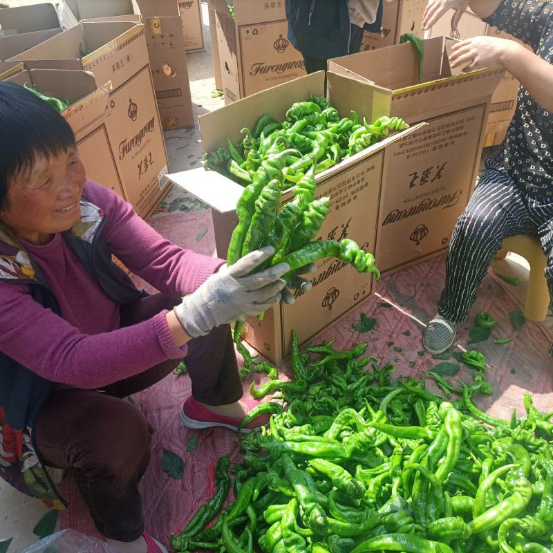 专业螺丝椒